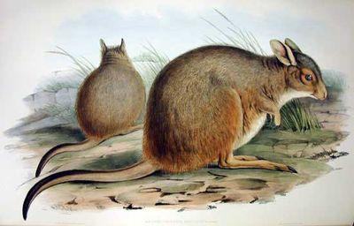 rufous hare-wallaby